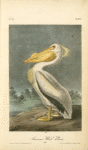 American White Pelican, Male