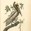 Brown Pelican, Adult Male
