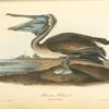 Brown Pelican, Young - first Winter