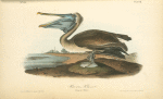 Brown Pelican, Young - first Winter