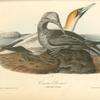 Common Gannet, 1. Adult Male 2. Young