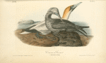 Common Gannet, 1. Adult Male 2. Young