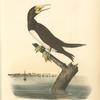 Booby Gannet, Male