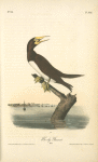 Booby Gannet, Male