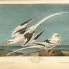 Tropic Bird, 1. Male 2. Female