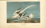 Tropic Bird, 1. Male 2. Female