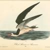 Black Skimmer or Shearwater, Male
