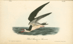Black Skimmer or Shearwater, Male