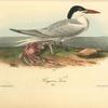 Cayenne Tern, Male
