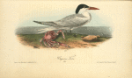 Cayenne Tern, Male