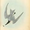 Gull-billed Tern -- Marsh Tern, Male