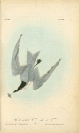 Gull-billed Tern -- Marsh Tern, Male
