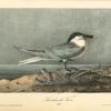 Sandwich Tern, Adult