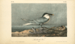 Sandwich Tern, Adult