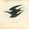 Sooty Tern