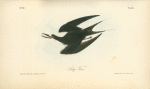 Sooty Tern