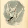 Common Tern, Male, Spring Plumage