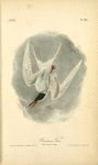 Common Tern, Male, Spring Plumage