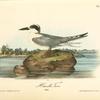 Havell's Tern, Adult