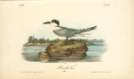 Havell's Tern, Adult