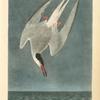 Arctic Tern, Male