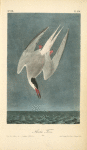 Arctic Tern, Male