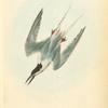 Roseate Tern, Male