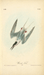 Roseate Tern, Male