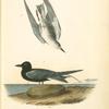 Black Tern, 1. Adult 2. Young