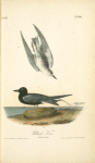 Black Tern, 1. Adult 2. Young