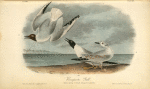 Bonaparte's Gull, 1. Male in Spring 2. Female 3. Young first Autumn
