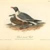 Black-headed Gull, 1. Adult Male, Spring Plumage 2. Young, first Autumn