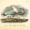 Common American Gull-- Ring-billed Gull, 1. Adult 2. Young
