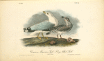 Common American Gull-- Ring-billed Gull, 1. Adult 2. Young