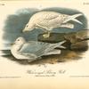 White-winged Silvery Gull, 1.Male in Summer 2. Young in Winter