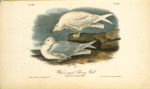 White-winged Silvery Gull, 1.Male in Summer 2. Young in Winter