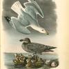 Herring or Silvery Gull, 1. Adult in Spring 2. Young in Autumn
