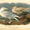 Glaucus Gull - Burgomaster, 1. Adult male 2. Young, first Autumn