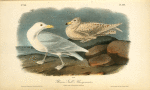 Glaucus Gull - Burgomaster, 1. Adult male 2. Young, first Autumn