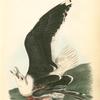 Great Black-backed Gull, Male
