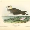 Pomerine Jager, Adult female