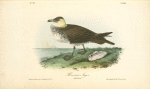 Pomerine Jager, Adult female