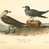 Richardson's Jager, 1. Male Adult 2. Young in Septemer