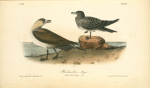 Richardson's Jager, 1. Male Adult 2. Young in Septemer
