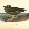 Dusky Albatros