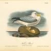 Fulmar Petrel, Adult Male, Summer plumage
