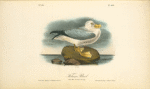 Fulmar Petrel, Adult Male, Summer plumage