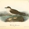 Wandering Shearwater, Male