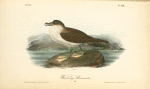 Wandering Shearwater, Male