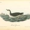 Manks Shearwater, Male